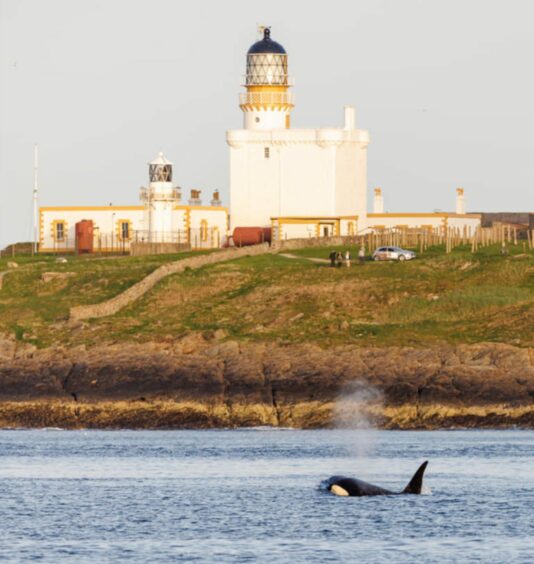 Orca at Kinnaird Lighthouse