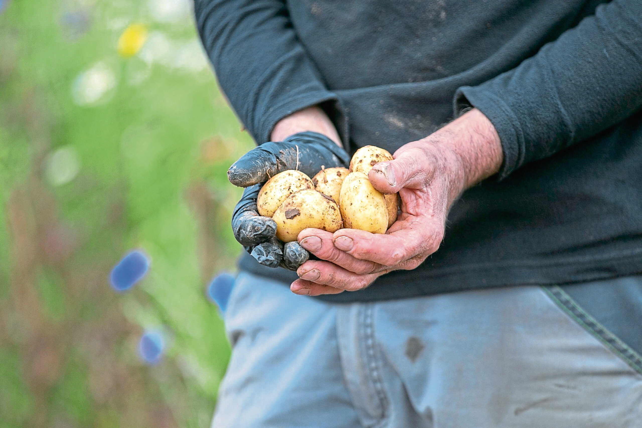 "The Golden Wonders truly named, While other brands are just as famed In life today, No other type of food is able, To oust the tattie from our table, So, we must pay." Picture by Kim Cessford / DCT Media.