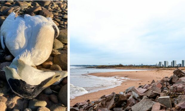 A dead bird in Golspie and a view of Donmouth in Aberdeen