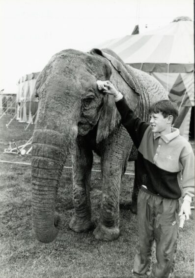 A young Inverness boy brushing a circus elephant in Bught Park at the Chipperfield Circus in 1992