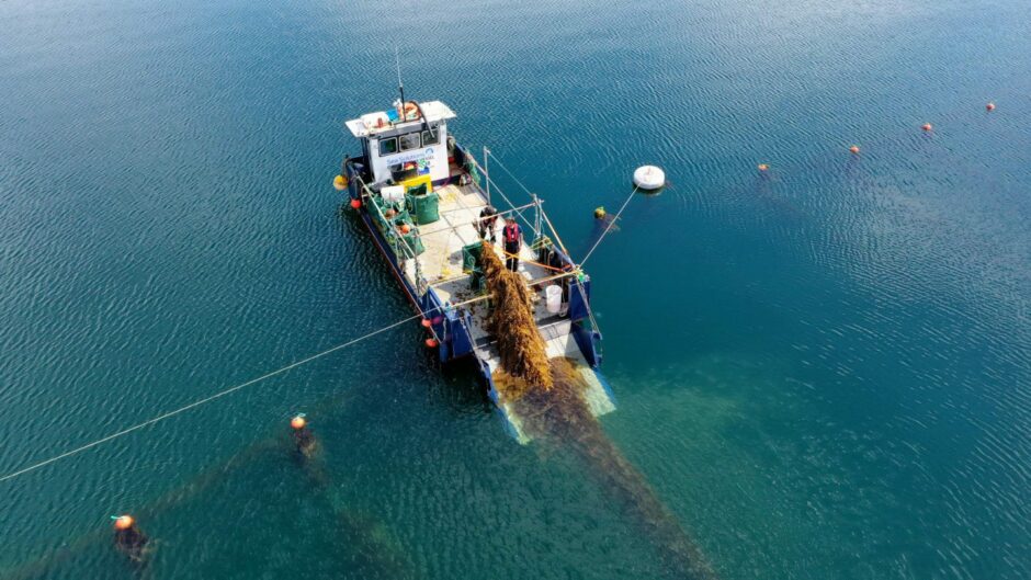 Harvesting seaweed.