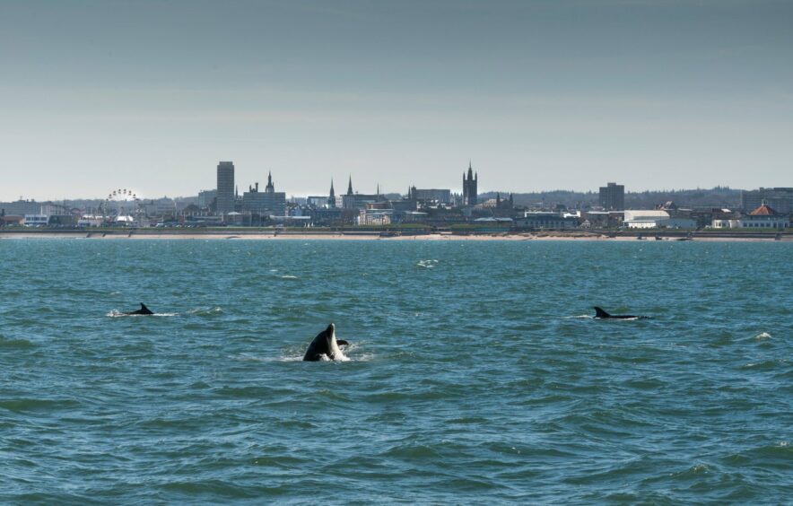 Dolphins at Aberdeen Beach.