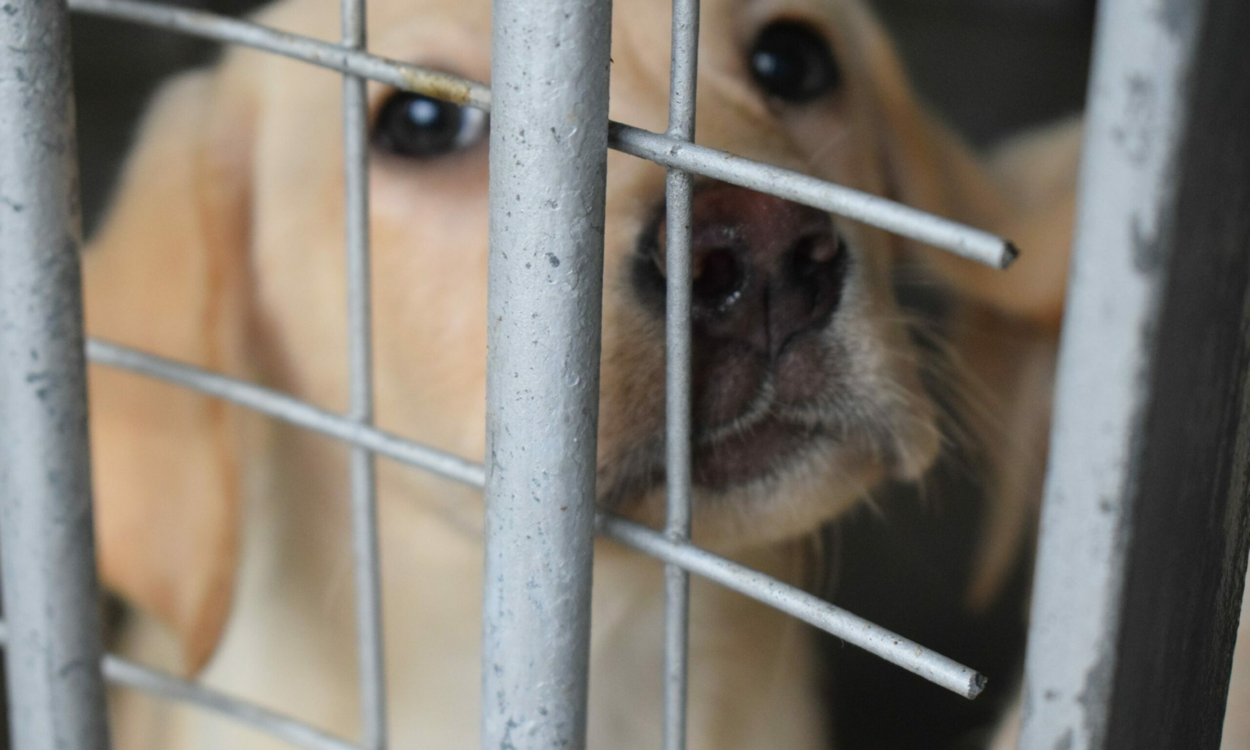 More than 60 dogs and puppies were seized during the raid at the Hessin family's farm.