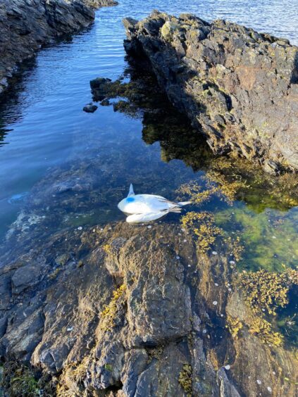 Shetland Birds on the water in Shetland