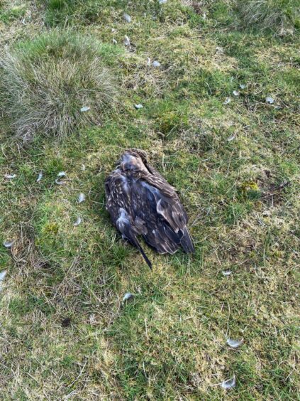 A dead great skua, or bonxie, in Shetland.