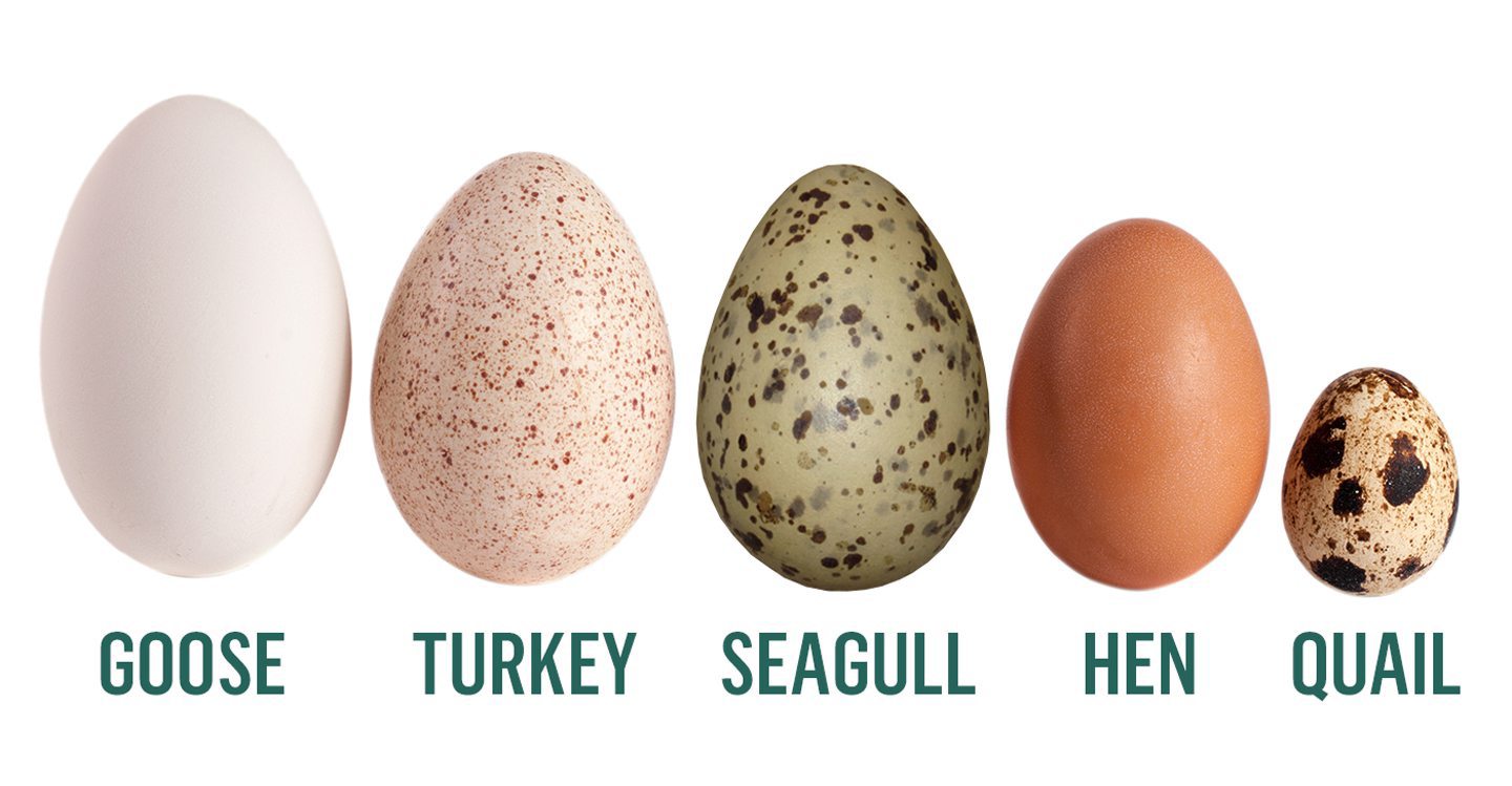 An infographic showing the size of a seagull egg compared to eggs from geese, turkeys, hens and quails. 