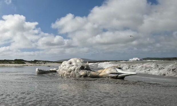 A dead gannet washed up on the shores of Shetland.