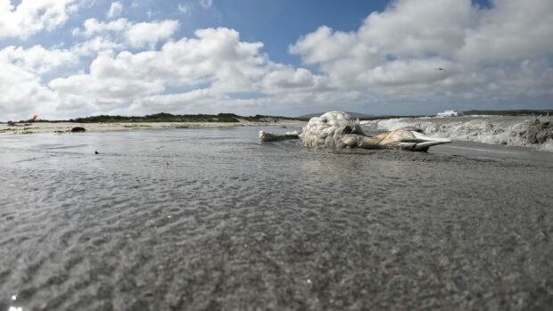 Dead gannet on Sheltand coast as bird flu concerns grow.