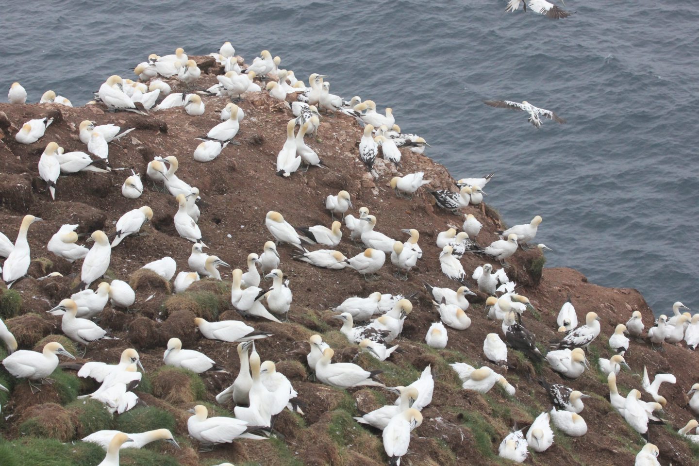 A gannet colony at Troup Head.
