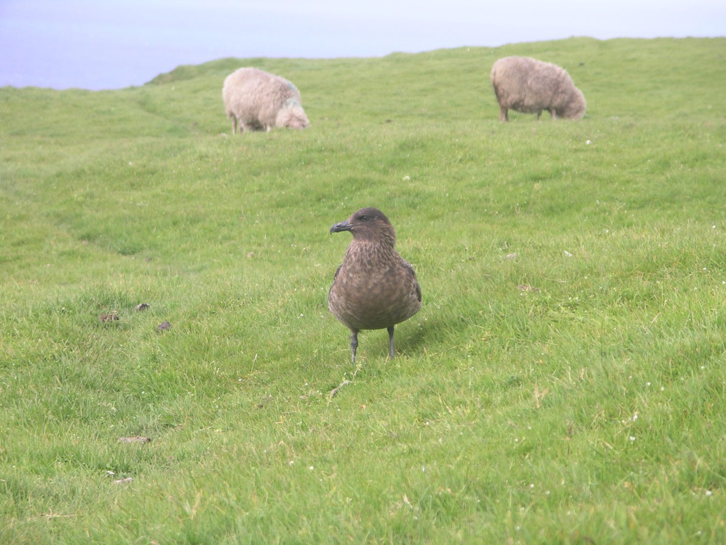 A living great skua or Bonxie in Shetland.