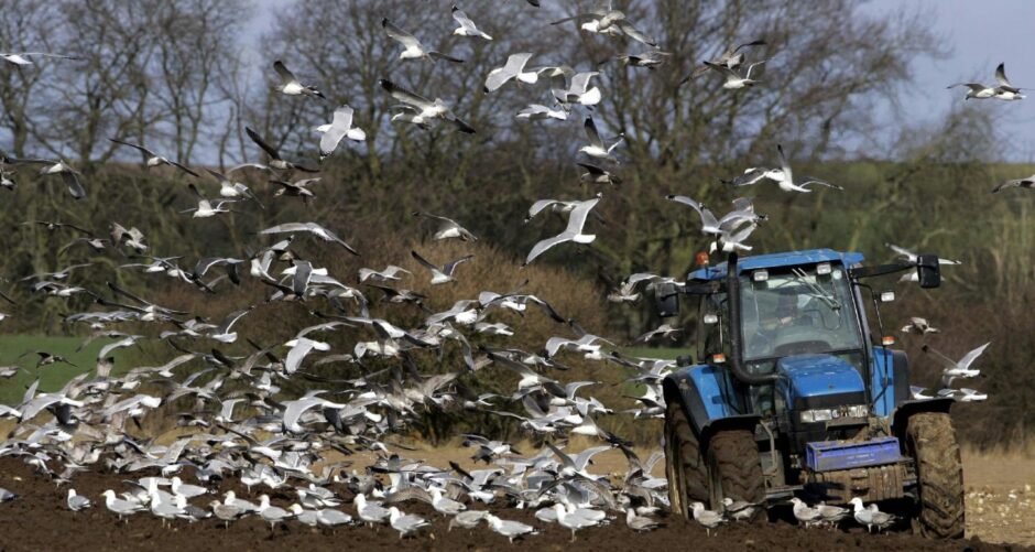 Seagulls flying around a tractor on a farm