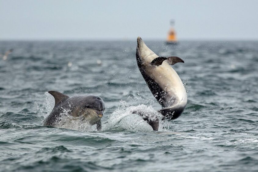 See dolphins in Scotland at Spey bay