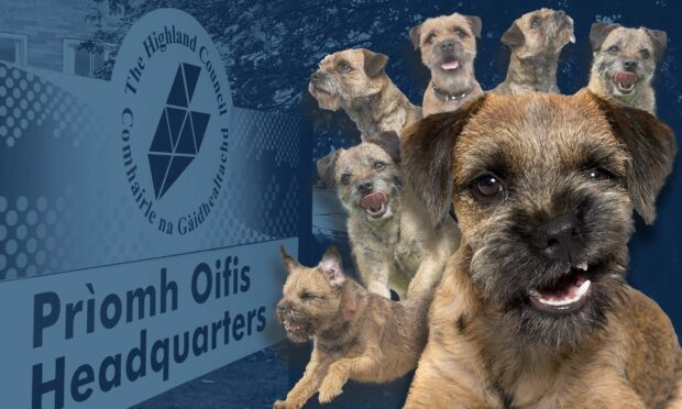 Councillor Matthew Reiss compared the Independent group to terriers and asked - are they now muzzled?