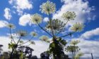 It might look pretty enough but giant hogweed is incredibly toxic to humans and pets.