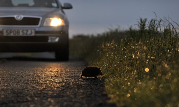 Hedgehog crossing road at dusk in front of car