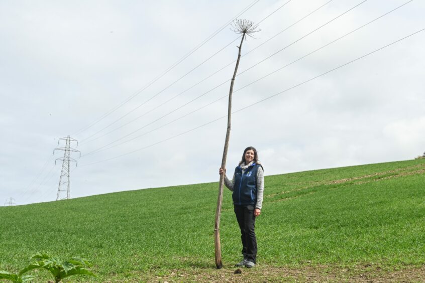 Large dead giant hogweed