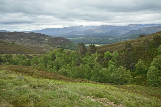 Brewdog's 'Lost Forest' estate: James Watt says they're not 'green lairds'