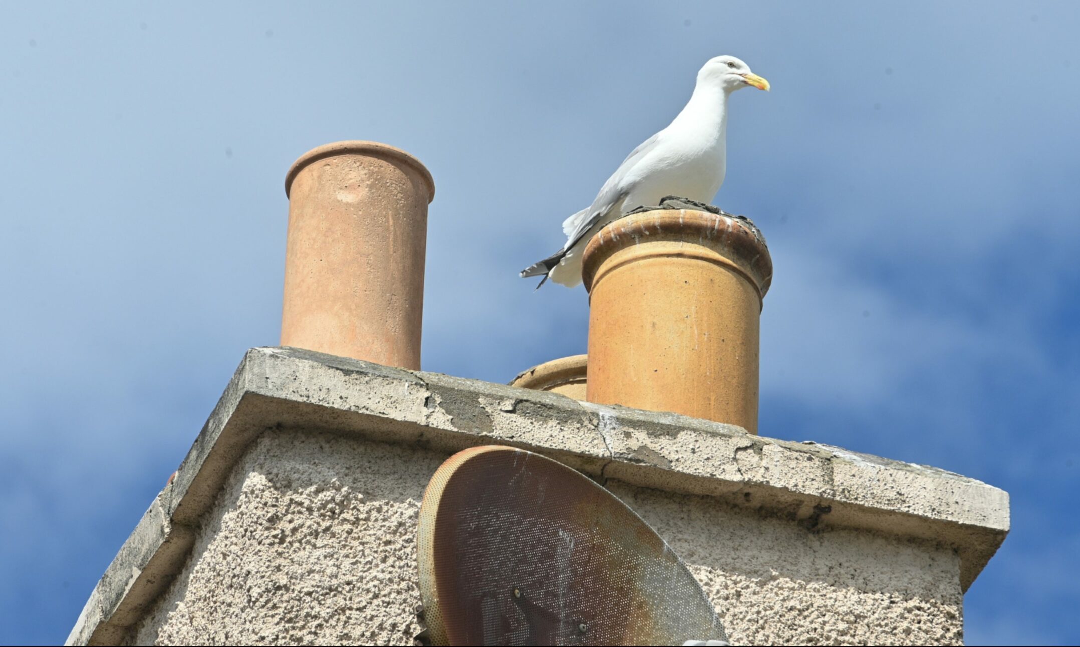 Gull perched next to chimney. 