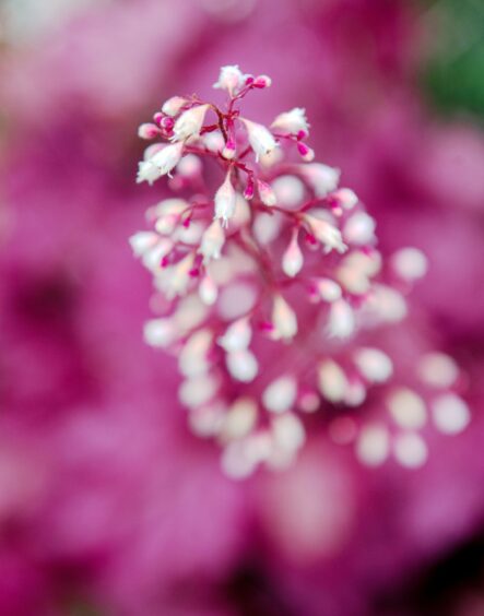 Flowers of all shapes and colours grow at Freefield Flower Farm.