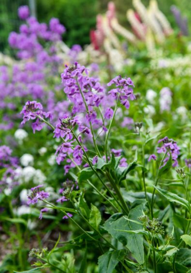 Difficult growing conditions hasn't stopped Natalie from making a success of Freefield Flower Farm.