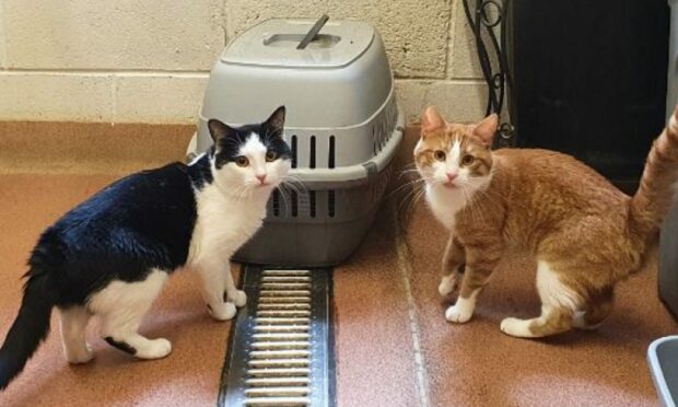 The SSPCA are calling for food for cats in Inverness. Picture supplied by SSPCA.