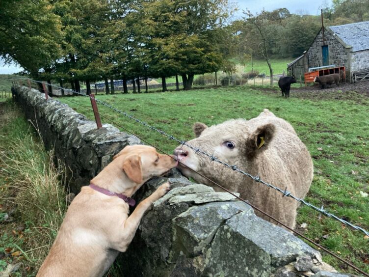 Farming editor Gemma Mackie’s dog Rosie seems to be very coo-rious about someone she’s met while out and about!