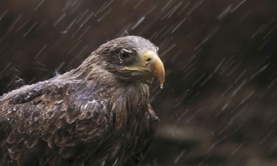 A white-tailed sea eagle in the rain