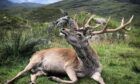 The stunning red deer stag photo that won the competition by Olivia Barnett.