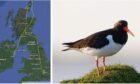 The oystercatcher tag was tracked to a home in west London. Photo: Steph Trapp/SNH