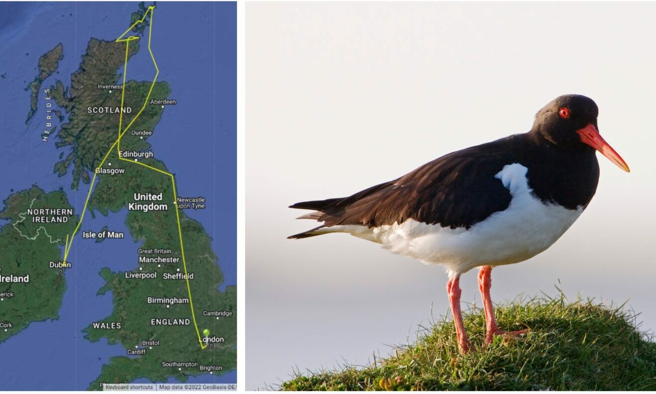 Mystery of bird tag's 750mile journey from Orkney to London solved