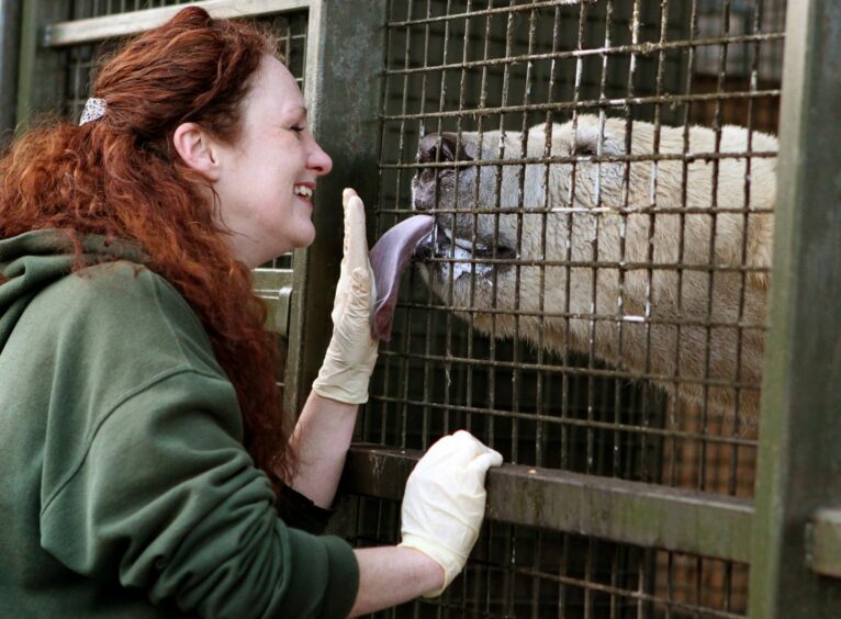 Walker the three year old Polar Bear with Head Keeper Una Richardson at the Highland Wildlife Park in 2012.