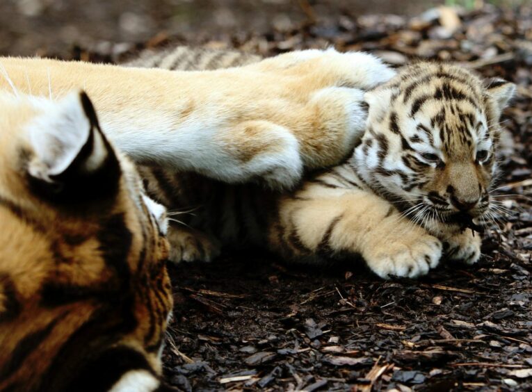 One of three new Amur tiger cubs with its mother, Sasha, in 2009.