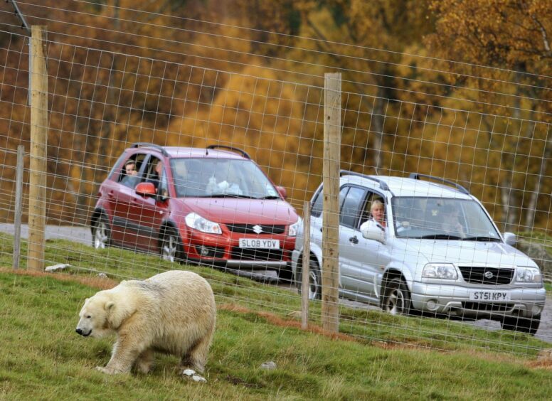Mercedes, at the time the UK's only polar bear, in her new enclosure for her first public appearance in 2009.