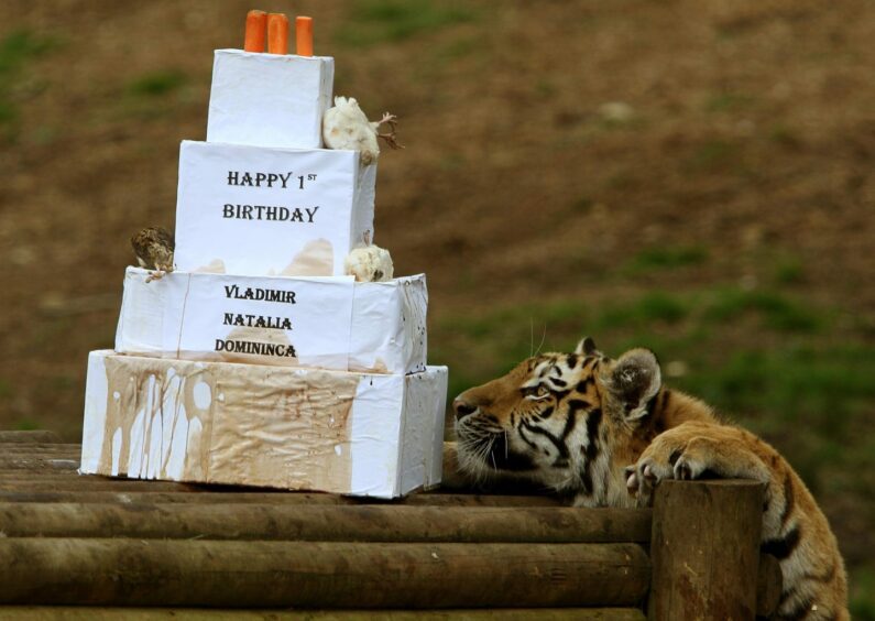 Natalia a one-year-old Amur tiger shows her interest in a first birthday treat. Amur tigers Vladimir, Natalia and Domininca celebrated their first birthday in 2010 with a birthday cake filled with special treats.