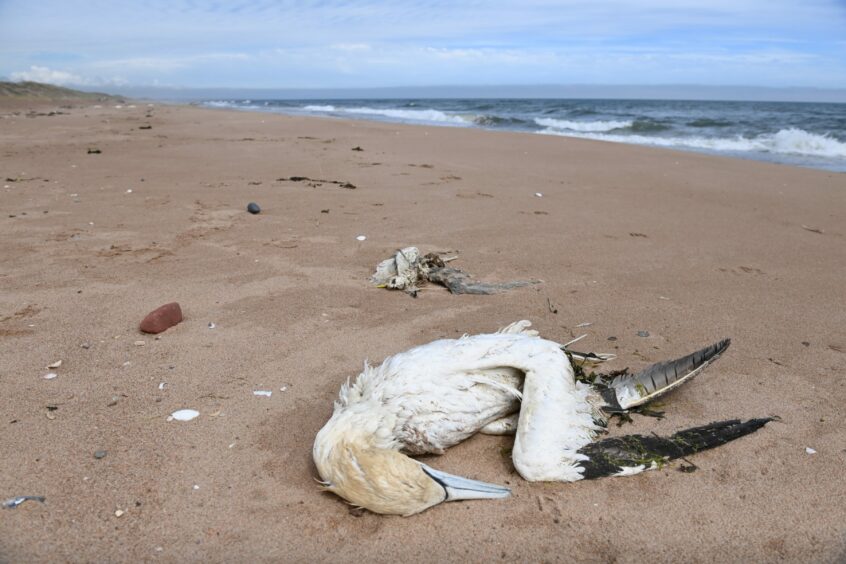 A dead gannet washed up on a beach
