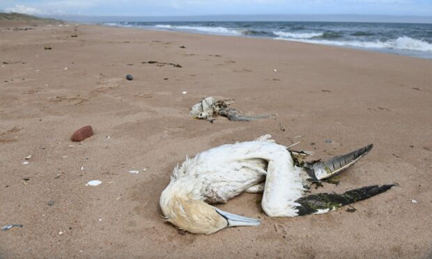 Thousands of seabirds, like this gannet at Balmedie Beach in Aberdeenshire, died across Scotland amid a major outbreak of bird flu last year. Image: Paul Glendell, 30/06/22.