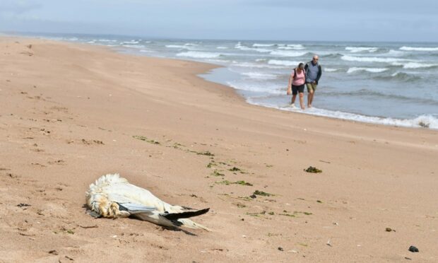 Aberdeenshire Council is urging the public to remain vigilant as a significant number of sea birds have died. Picture by Paul Glendell.