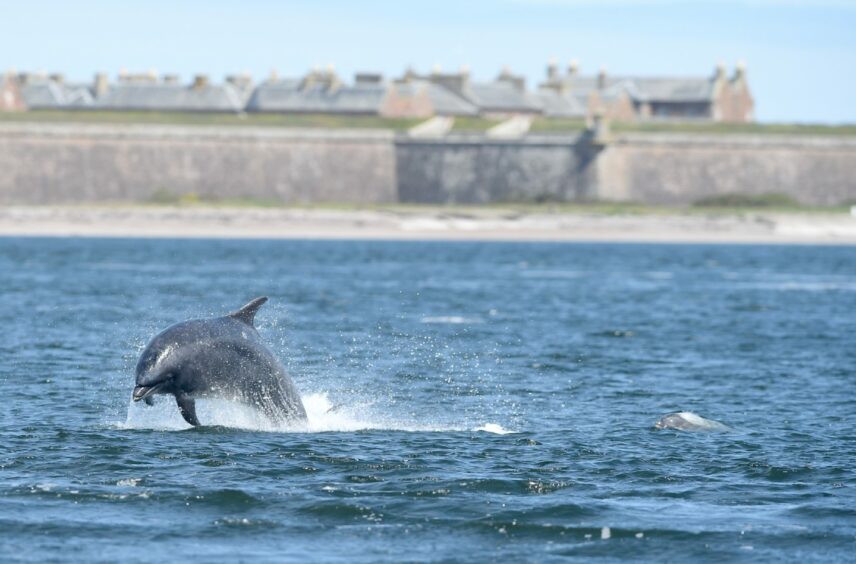 Dolphins at Chanonry Point, Scotland