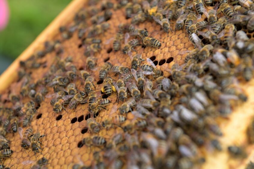 Bees on a frame which has been taken out of a beehive.