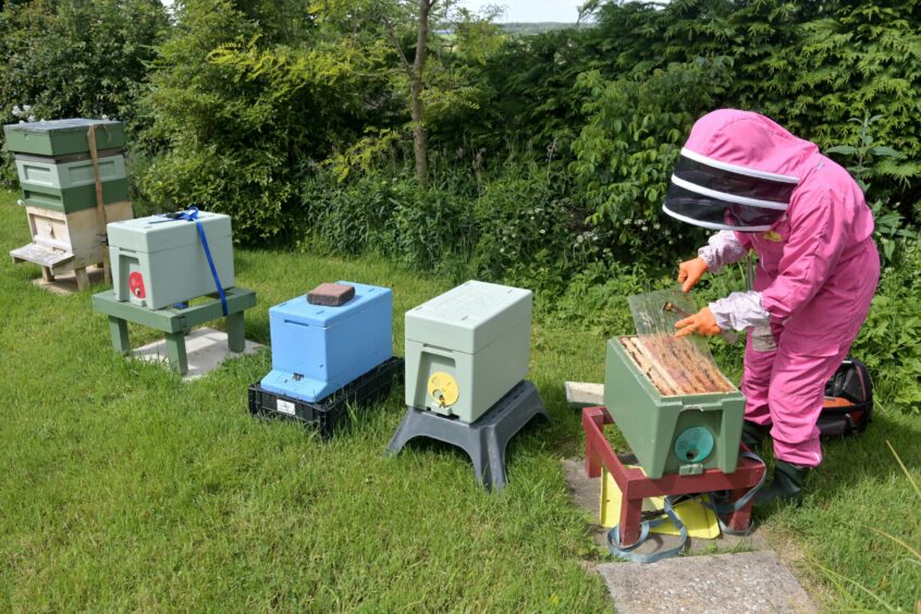 A line of beehives in Ann Chilcott's garden.