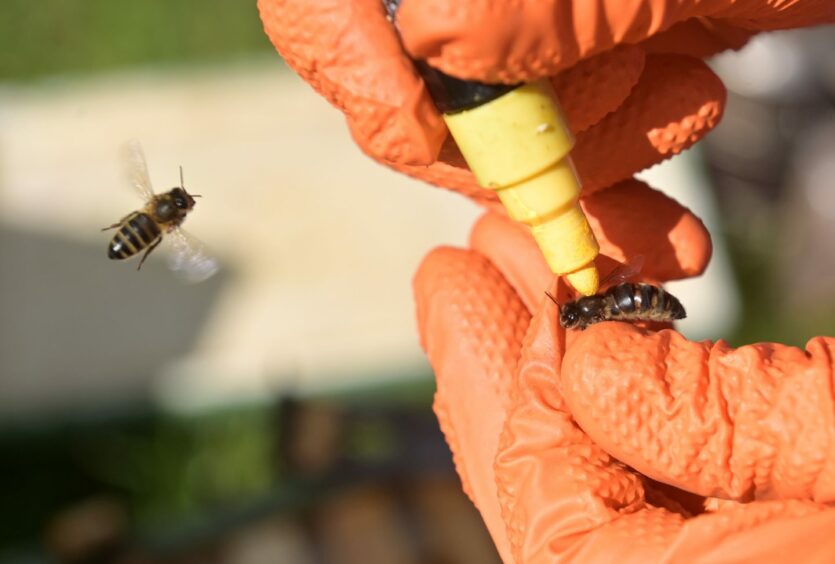 A queen been is being marked for identification with a water-based marker pen.