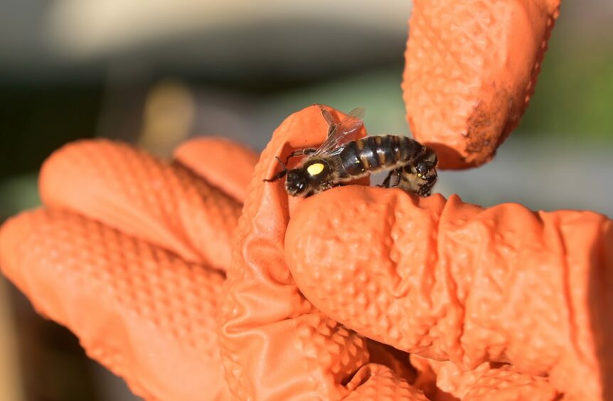 A queen bee being held by beekeeper Ann Chilcott.