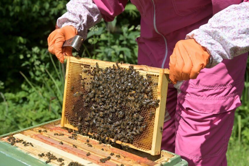 A beehive frame.