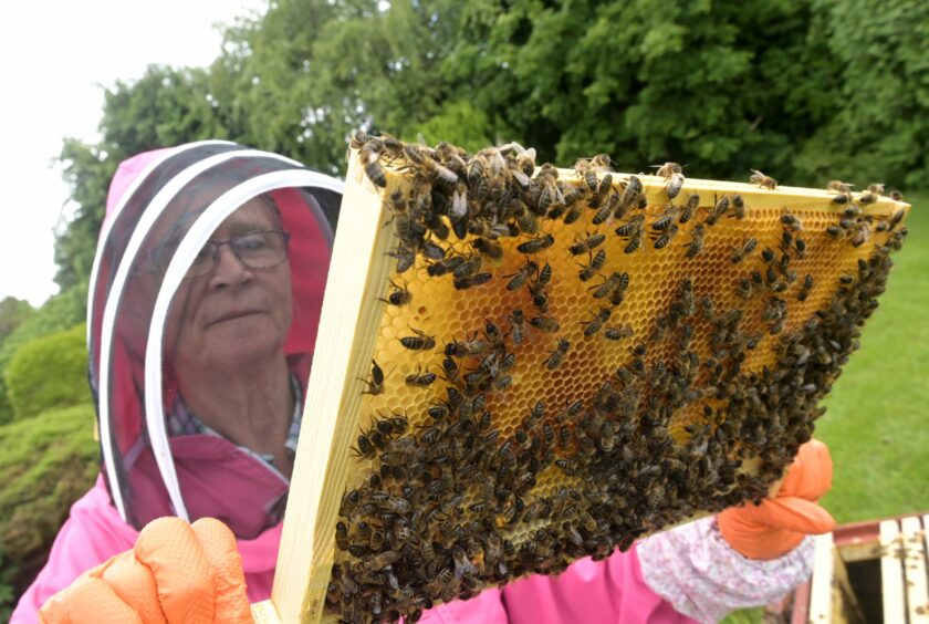 Ann Chilcott is looking at a frame as part of her beekeeping inspection routine.