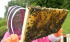 Ann Chilcott of Piperhill, Nairn working with some of her bee colonies in her garden. Photo: Sandy McCook.