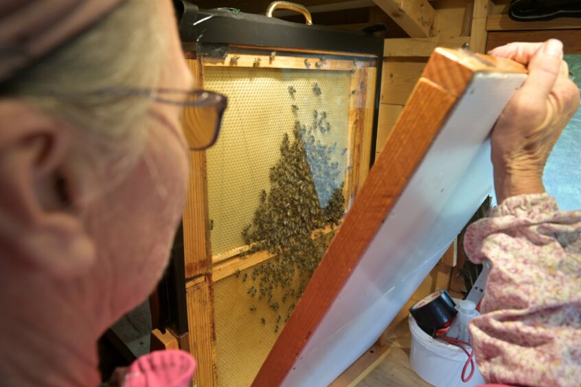 A beekeeping observation hive.