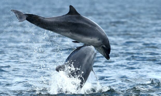 Dolphins at Chanonry Point, Black Isle.