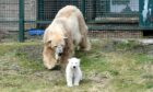 A polar bear and its cub