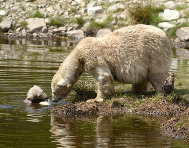 Pictured here, Hamish, the first polar bear to be born in the UK in 2017 with mum Victoria as he goes for a swim.