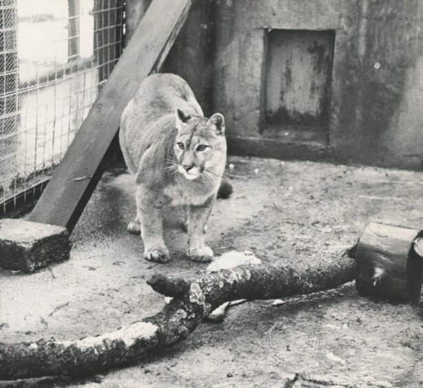 Felicity the puma prowls around her enclosure at the Highland Wildlife Park. She was trapped by local farmed Ted Noble in October 1980